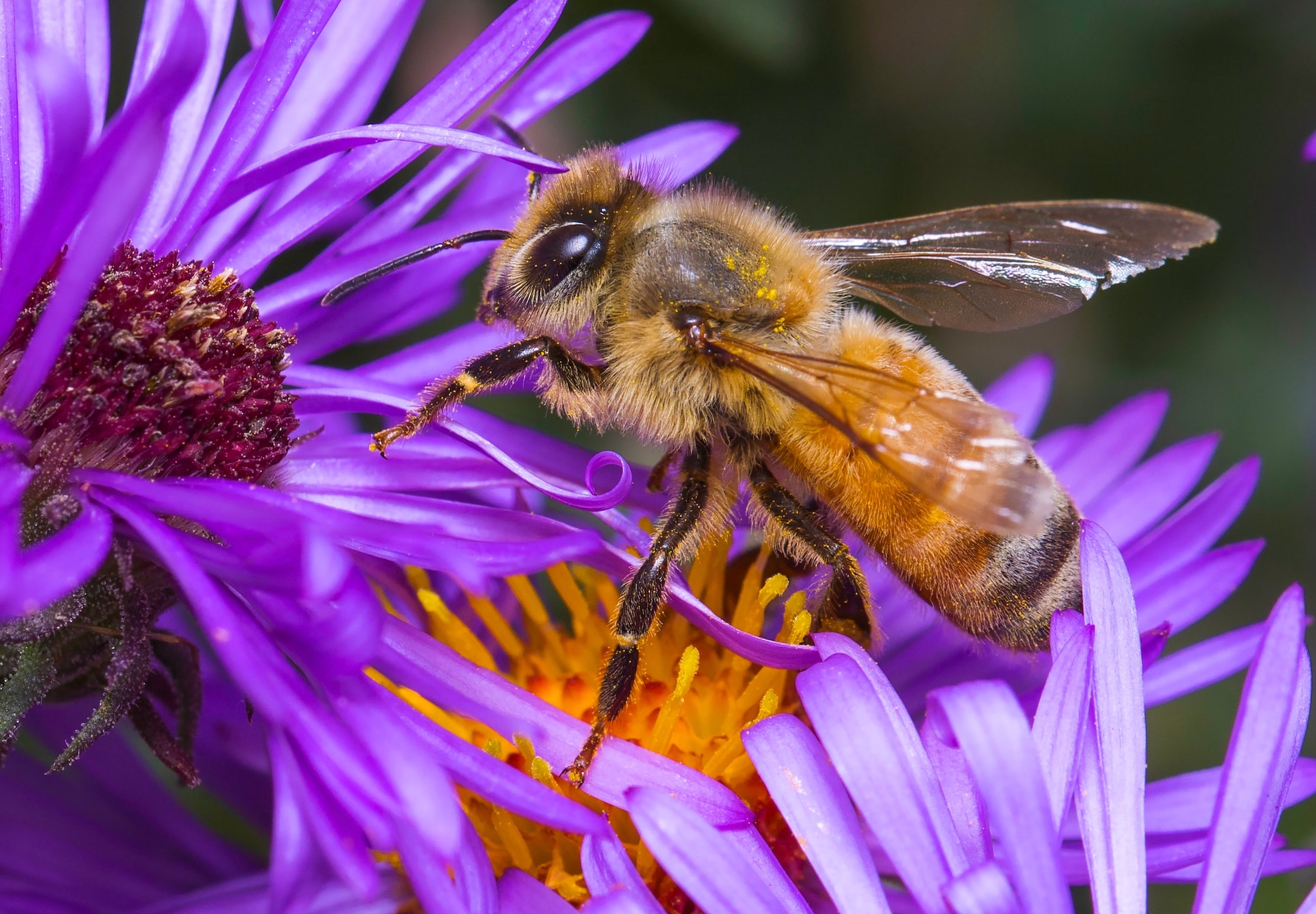 Image of a honeybee on a flower