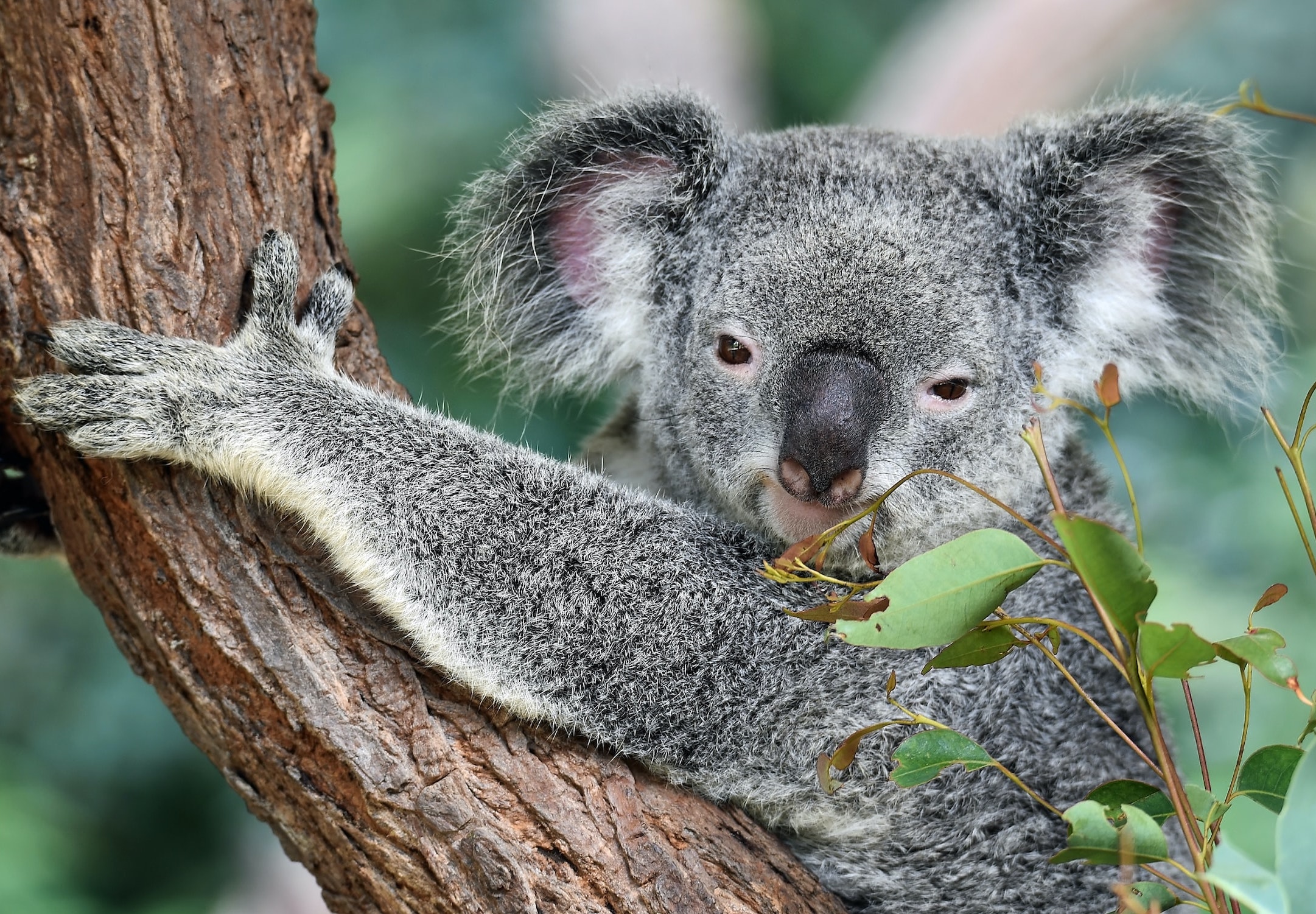 Image of koala in a tree