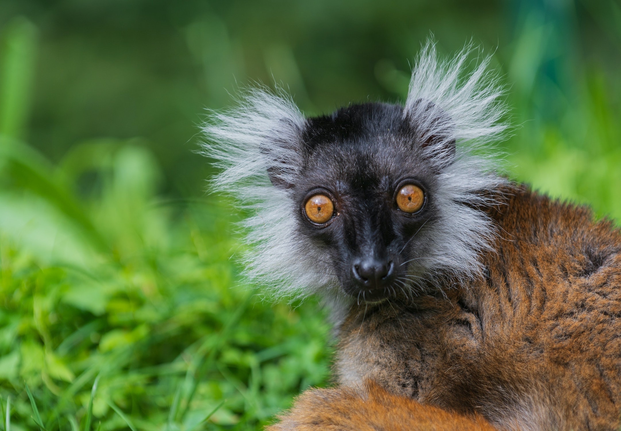 Image of a brown and black lemur's face