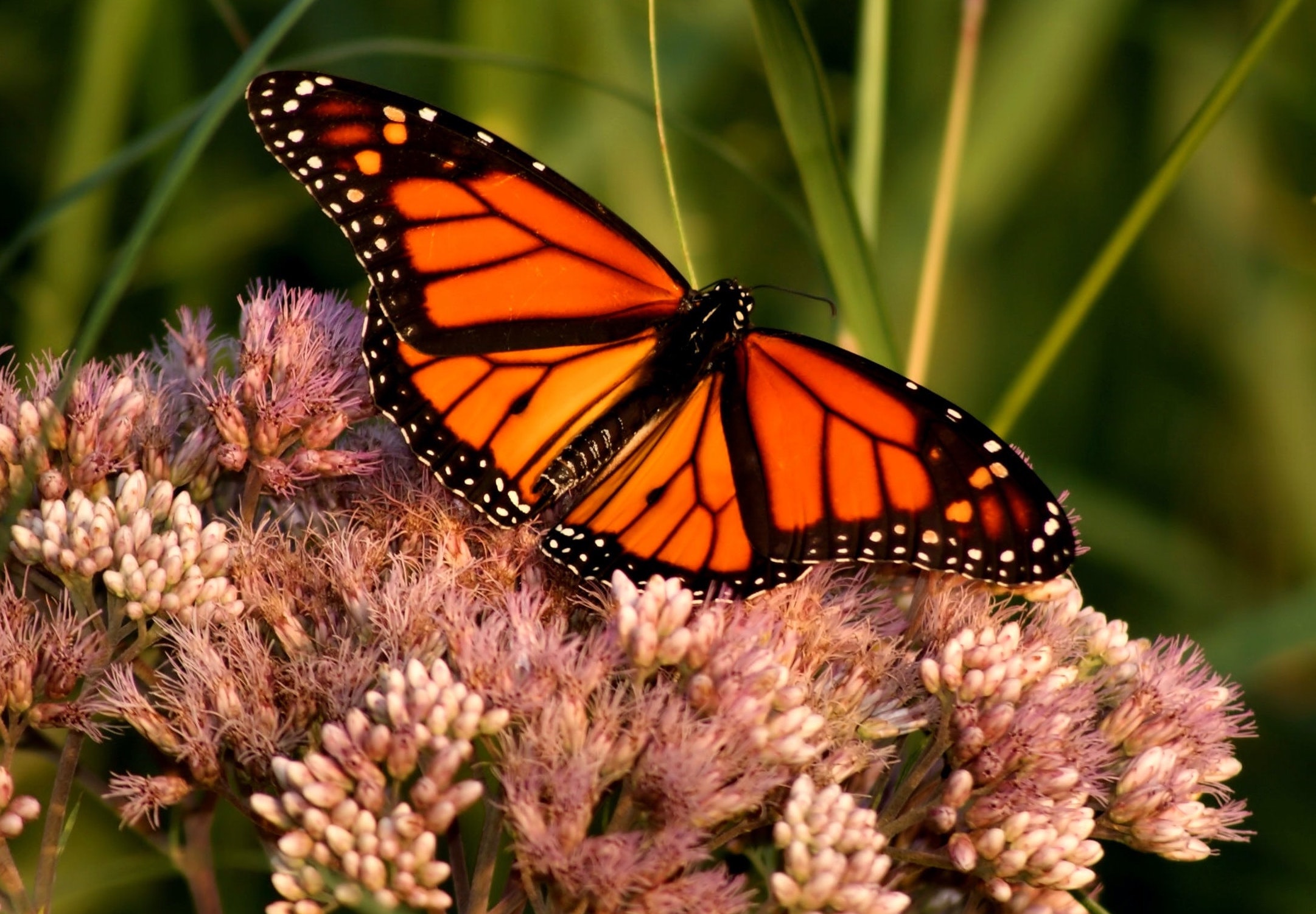 Image of Monarch Butterfly on flower