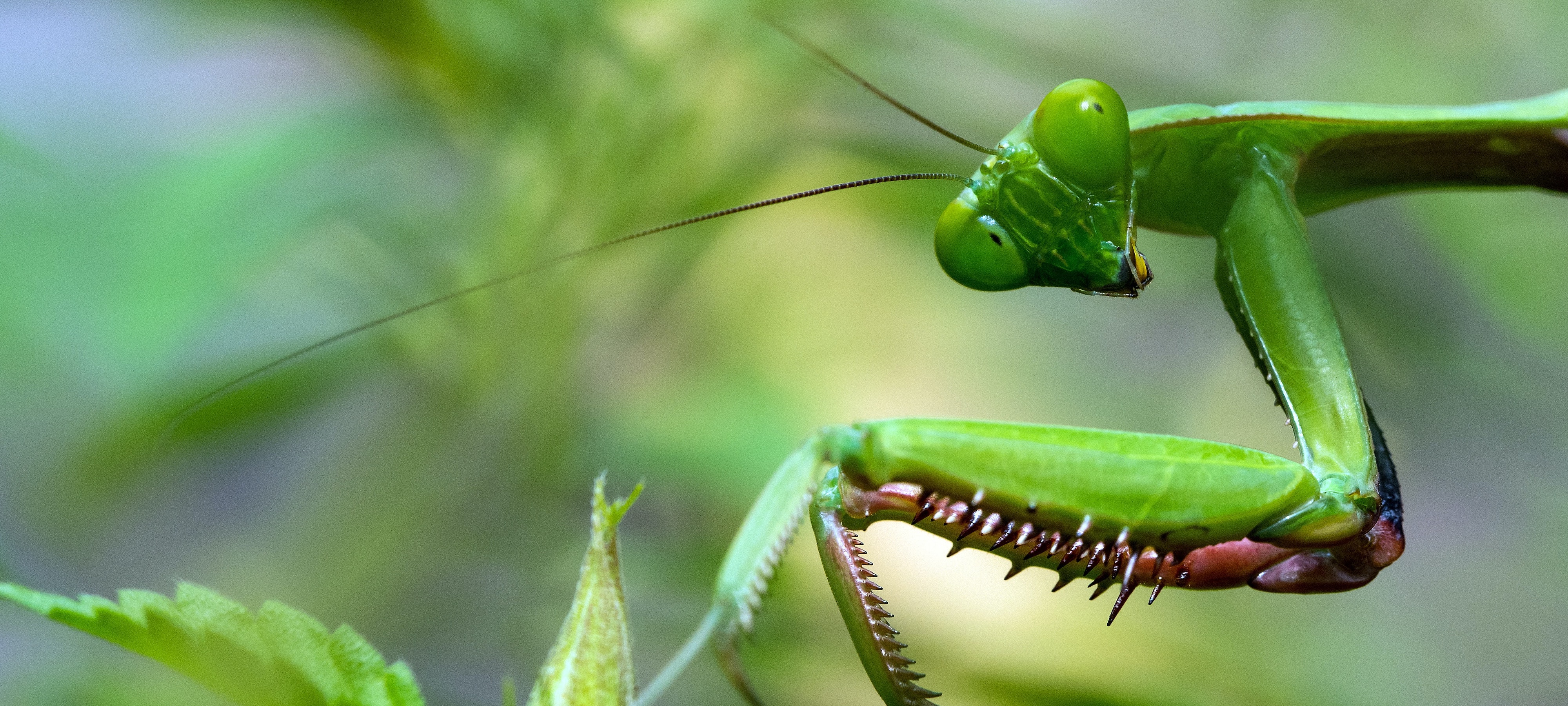 Image of a praying mantis