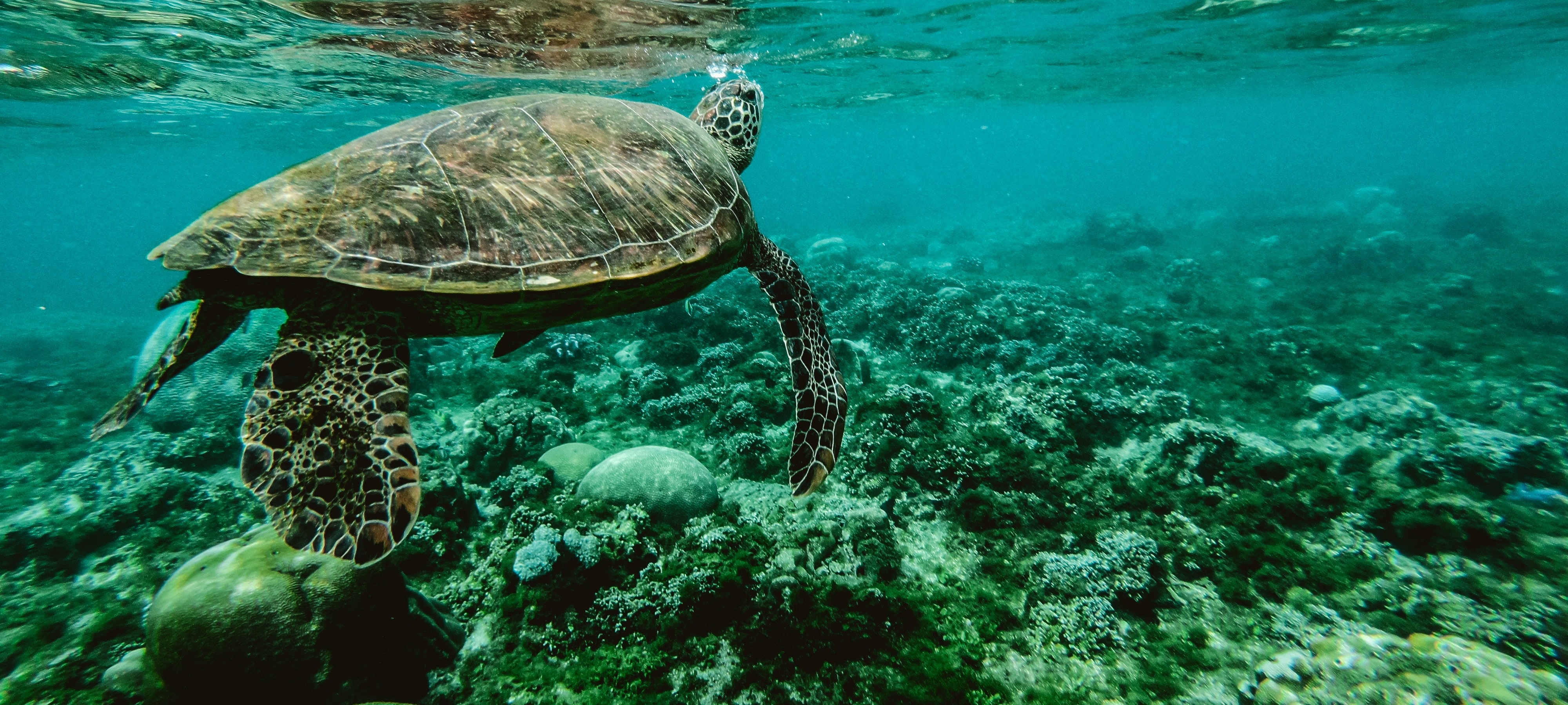 Underwater image of a sea turtle swimming