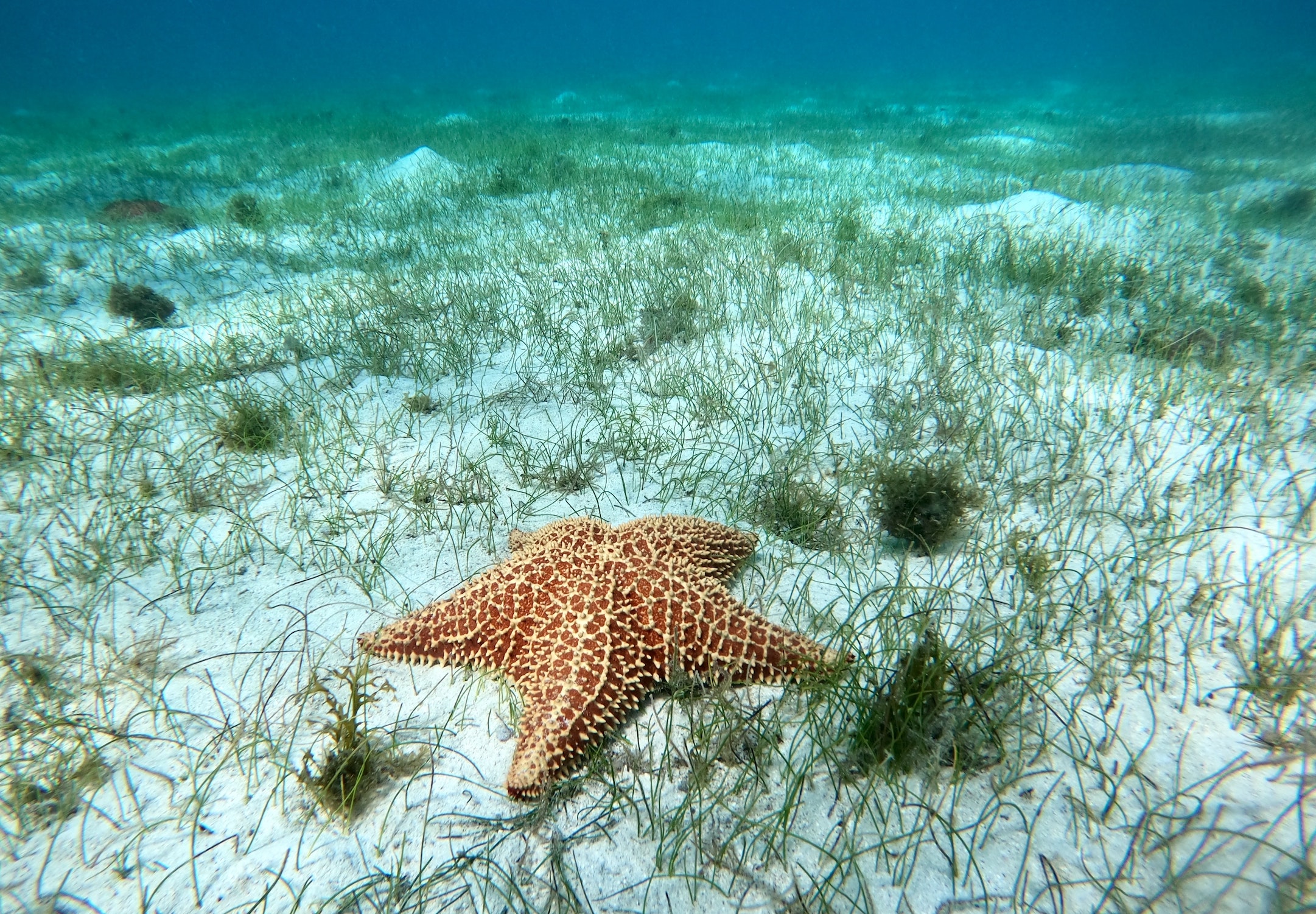 Image of starfish