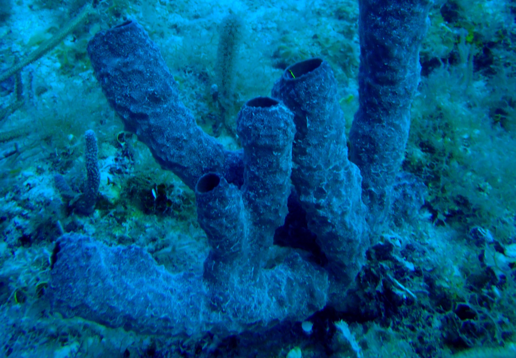 Image of black tube sponge