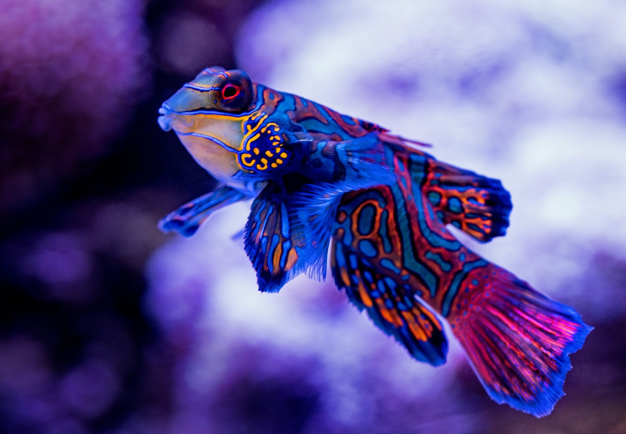 Image of a tropical fish