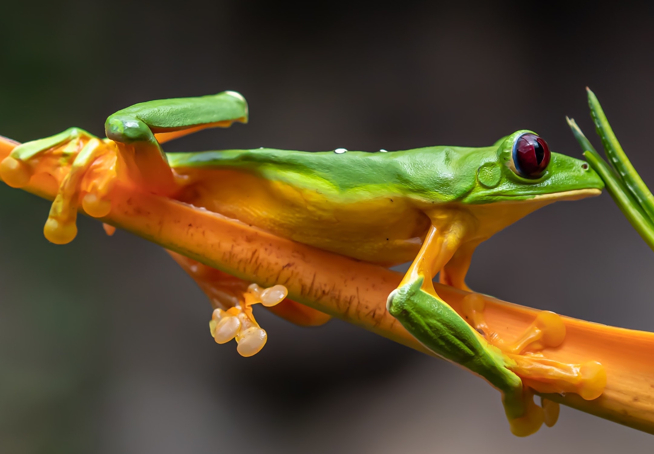 Image of a treefrog