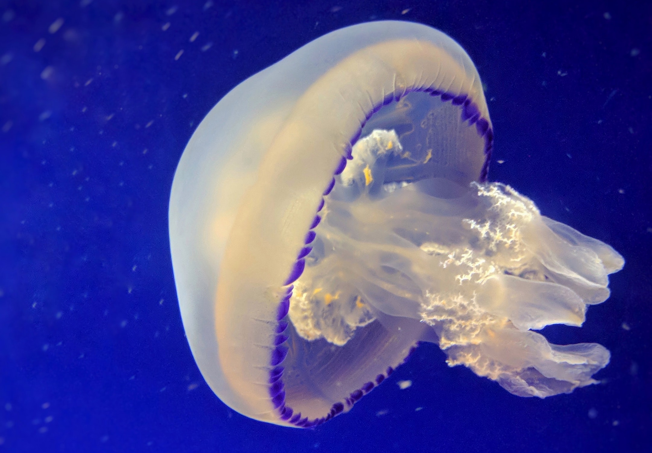 Image of jellyfish