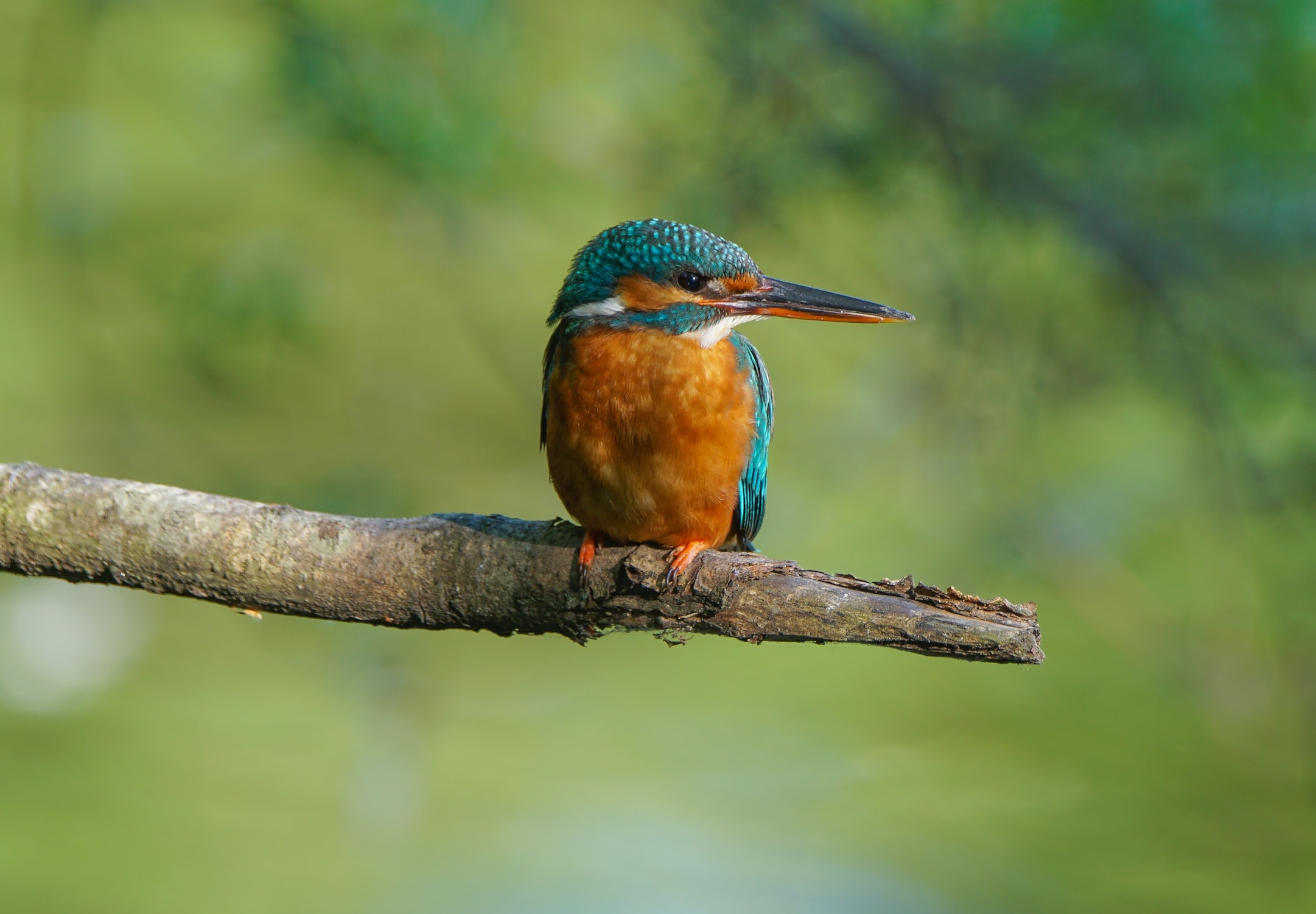 Image of a Kingfisher
