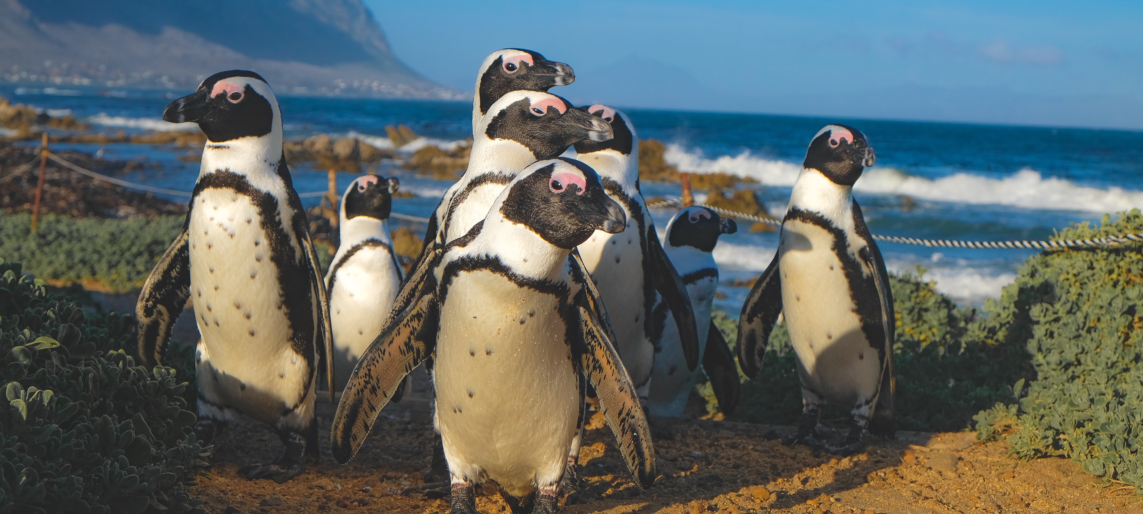 Image of a group of penguins