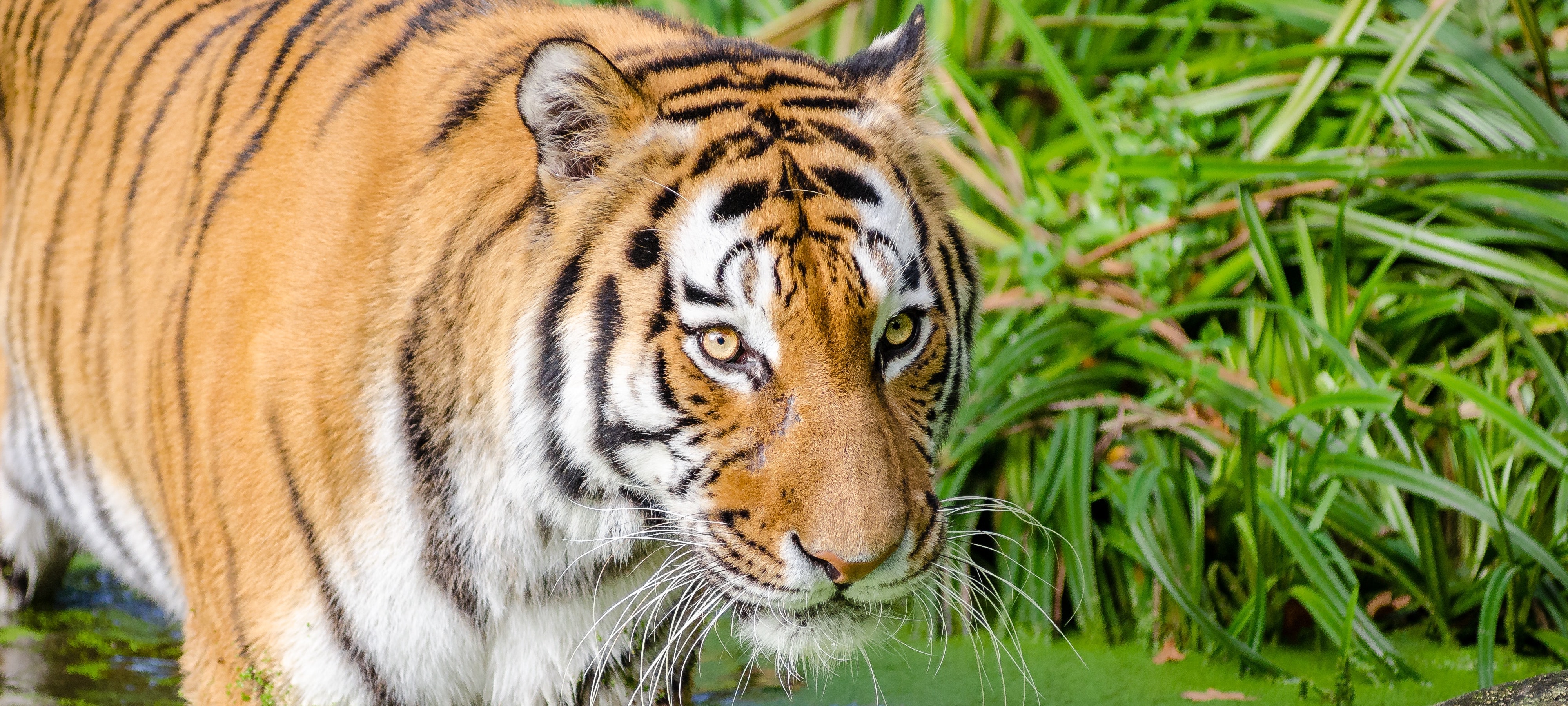 Image of a tiger